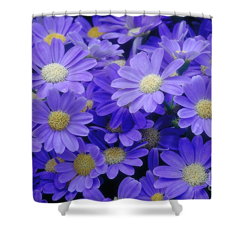 Cineraria Hybrid Shower Curtain featuring the photograph Florists Cineraria Hybrid by Geoff Bryant