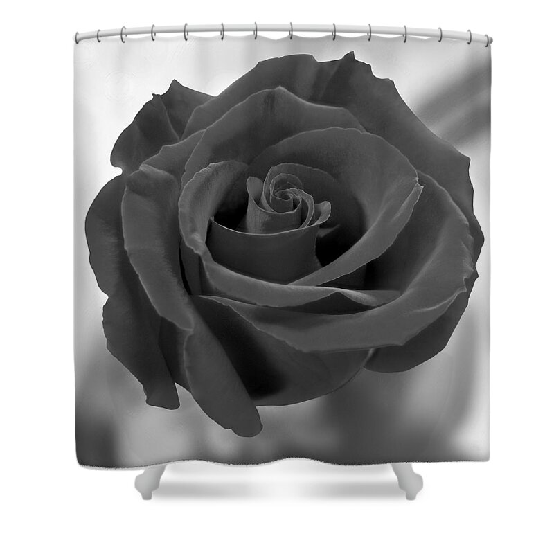 Rose Shower Curtain featuring the photograph Dark Rose by Mike McGlothlen