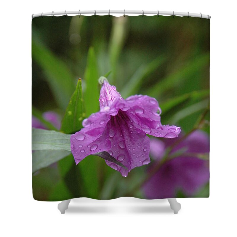 Rain On Purple Petunias Shower Curtain featuring the photograph Flower Bath by Pamela Smale Williams