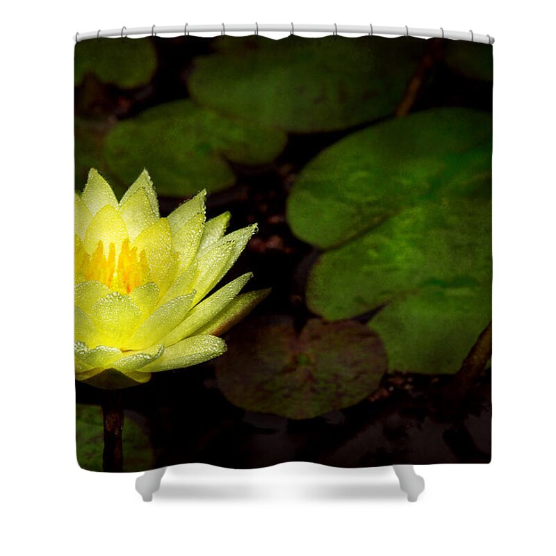 Lily Shower Curtain featuring the photograph Flower - Lily - Morning showers by Mike Savad