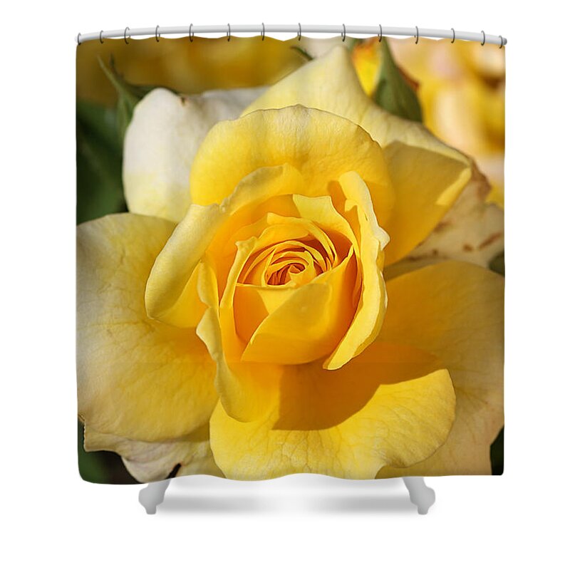 Floribunda Rose Shower Curtain featuring the photograph Flower-yellow Rose-delight by Joy Watson