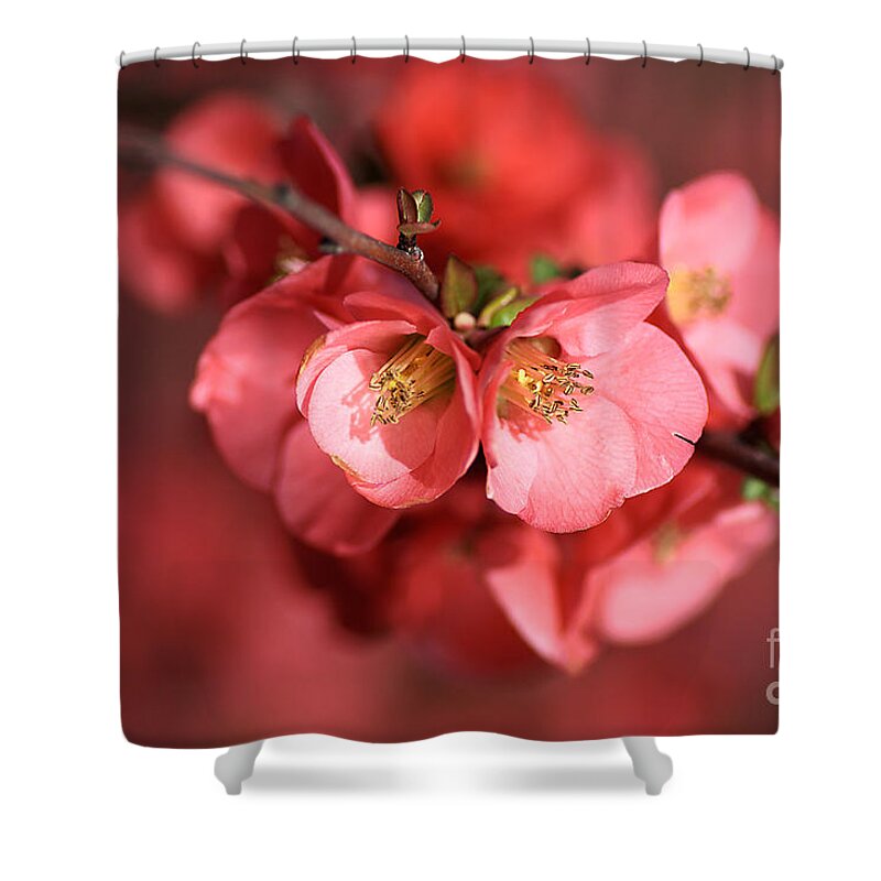 Flowering Quince Shower Curtain featuring the photograph Flowering Quince by Joy Watson