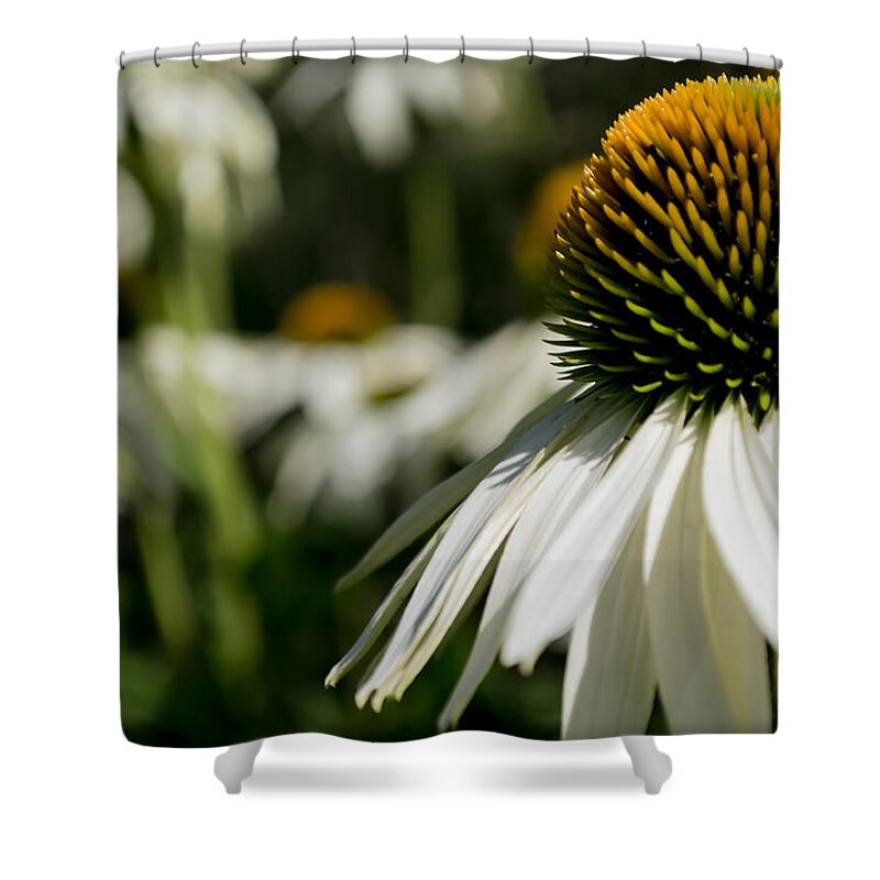 Medicine Shower Curtain featuring the photograph Flowers - Echinacea White Swan by Scott Lyons