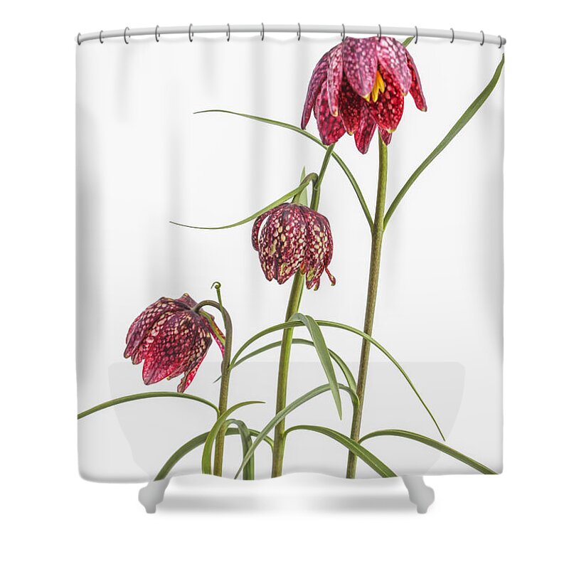 Fritillaria Shower Curtain featuring the photograph Fritillaria Meleagris flowers by Patricia Hofmeester
