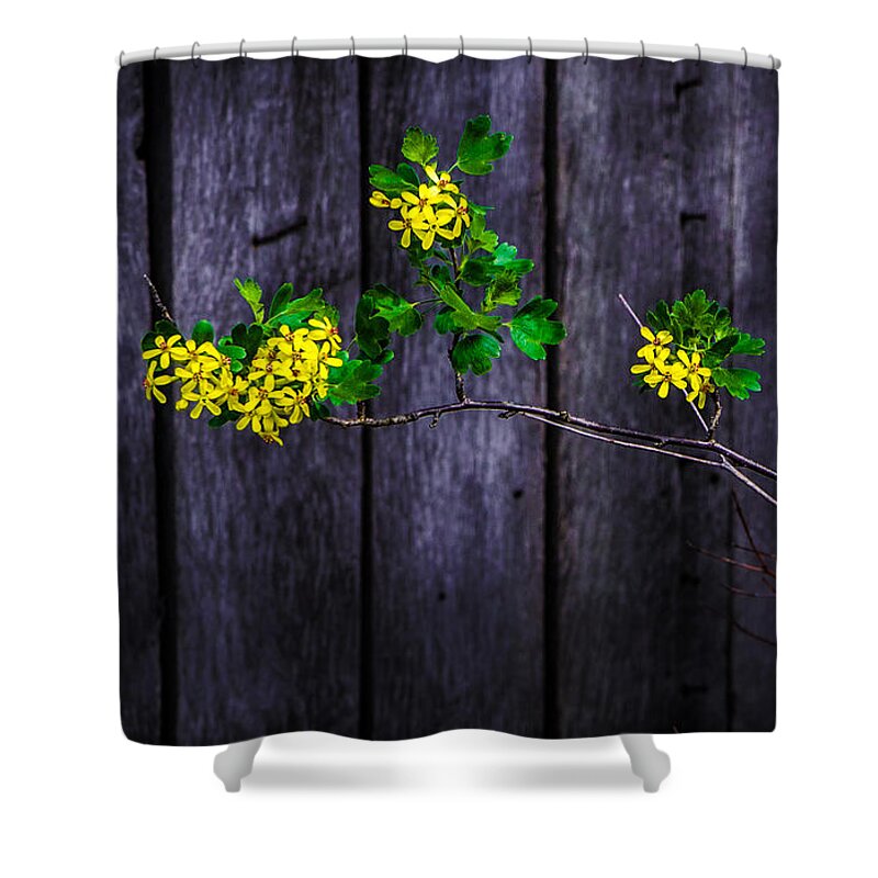 Barn Shower Curtain featuring the photograph Flowers On Abandoned Farm House by Michael Arend