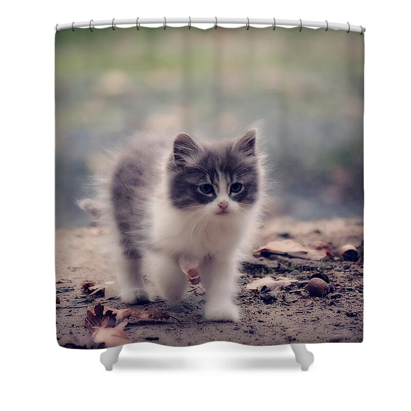 Kitten Shower Curtain featuring the photograph Fluffy Cuteness by Melanie Lankford Photography