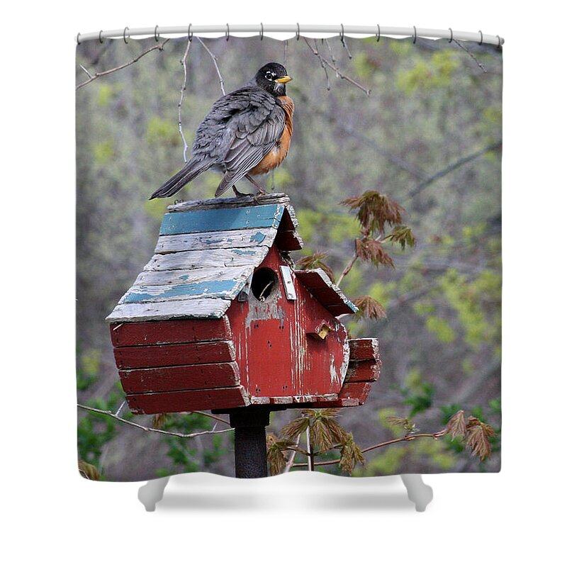Robin Shower Curtain featuring the photograph Fluffy by Jayne Carney