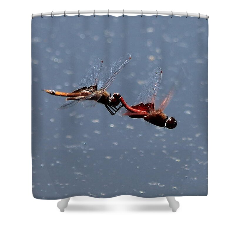 Reid Callaway Dragon Shower Curtain featuring the photograph Dragonflies Predatory Insects Fly United 7 Georgia Wildlife Art by Reid Callaway