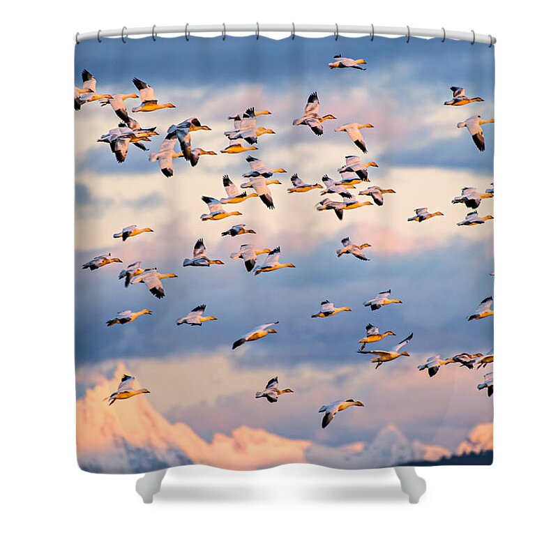 Skagit Valley Shower Curtain featuring the photograph Snow Geese Flying at Sunset by Yoshiki Nakamura