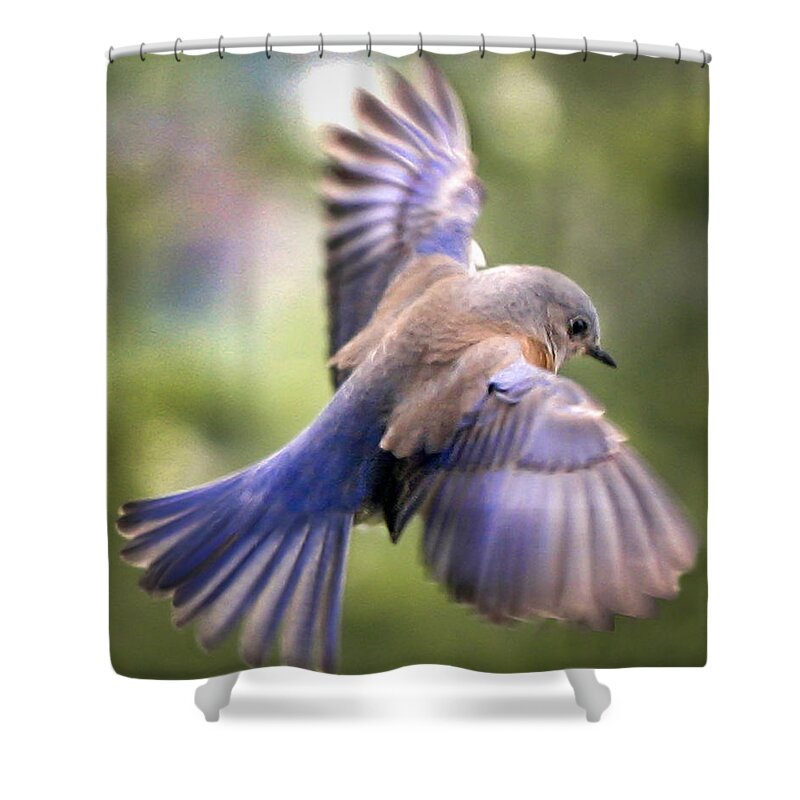 Animals Shower Curtain featuring the photograph Flying bluebird by Jean Noren