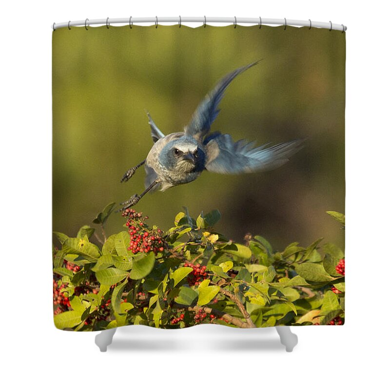 Florida Scrub Jay Shower Curtain featuring the photograph Flying Florida Scrub Jay Photo by Meg Rousher