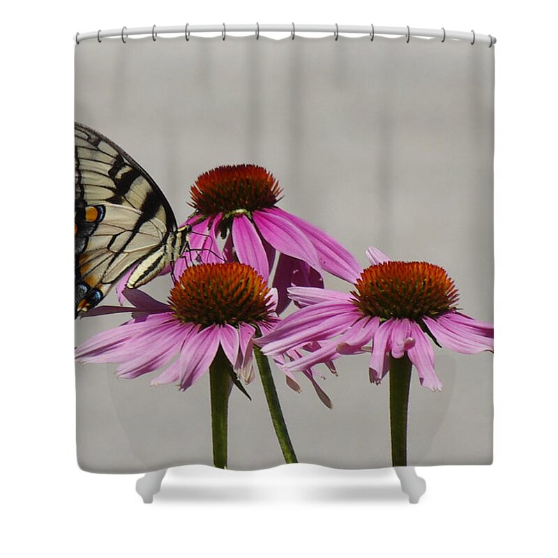 Butterfly Shower Curtain featuring the photograph Flying flower by Karen McKenzie McAdoo