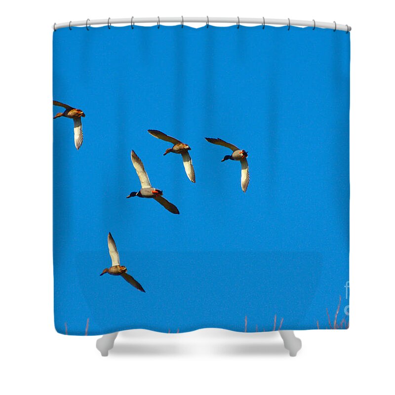 St James Lake Shower Curtain featuring the photograph Flypast of Ducks by Jeremy Hayden