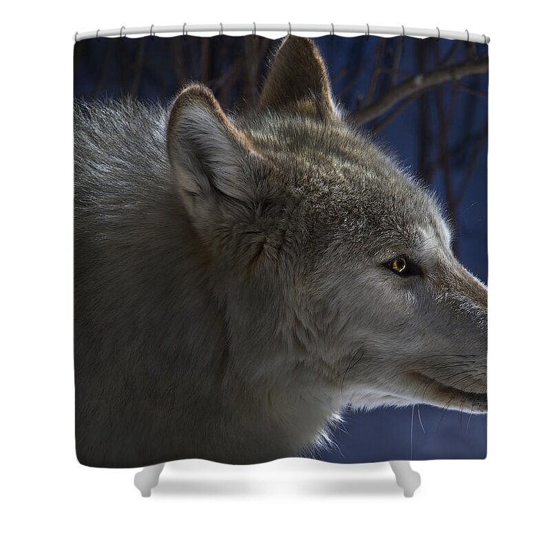 Wildlife Shower Curtain featuring the photograph Focused by Jeff Shumaker