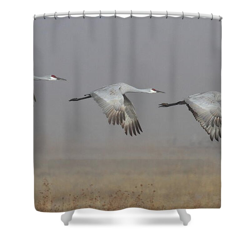 Crane Shower Curtain featuring the photograph Follow the Leader Sandhill Cranes by Ruth Jolly