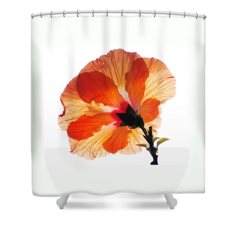 Hibiscus Shower Curtain featuring the photograph Follow The Sun by Angela Davies
