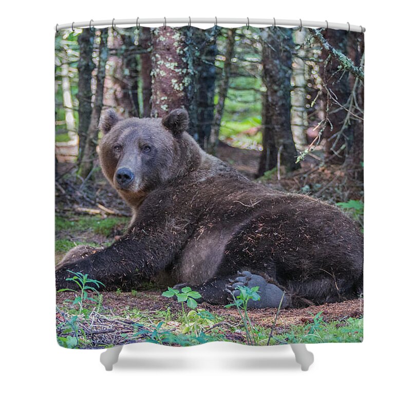 Bear Shower Curtain featuring the photograph Forest Bear by Chris Scroggins