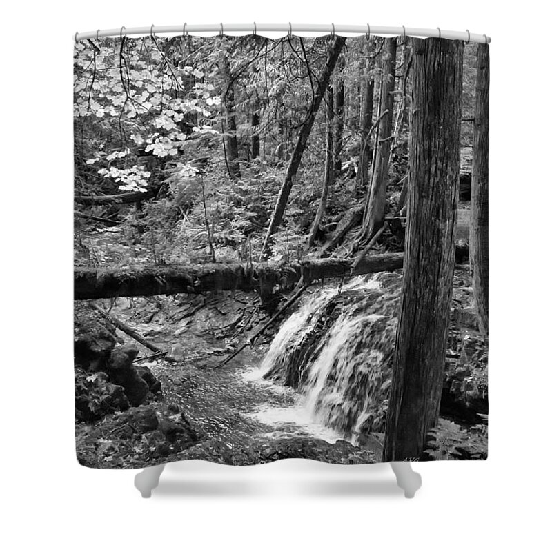 Rain Forest Shower Curtain featuring the photograph Forest Falls Black and White by Allan Van Gasbeck