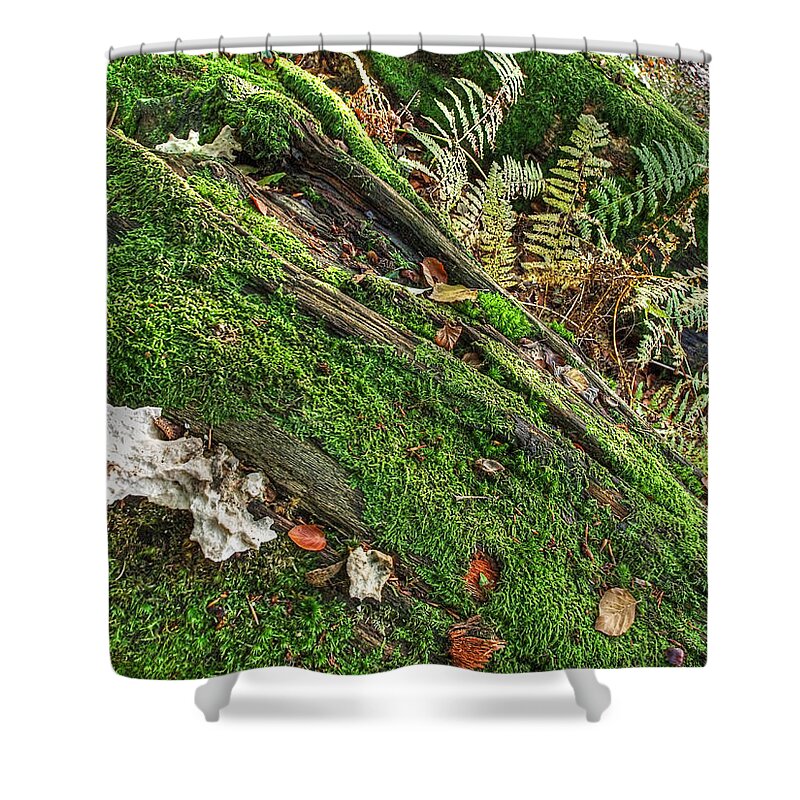 Forest Floor Shower Curtain featuring the photograph Forest Floor Fungi and Moss by Gill Billington