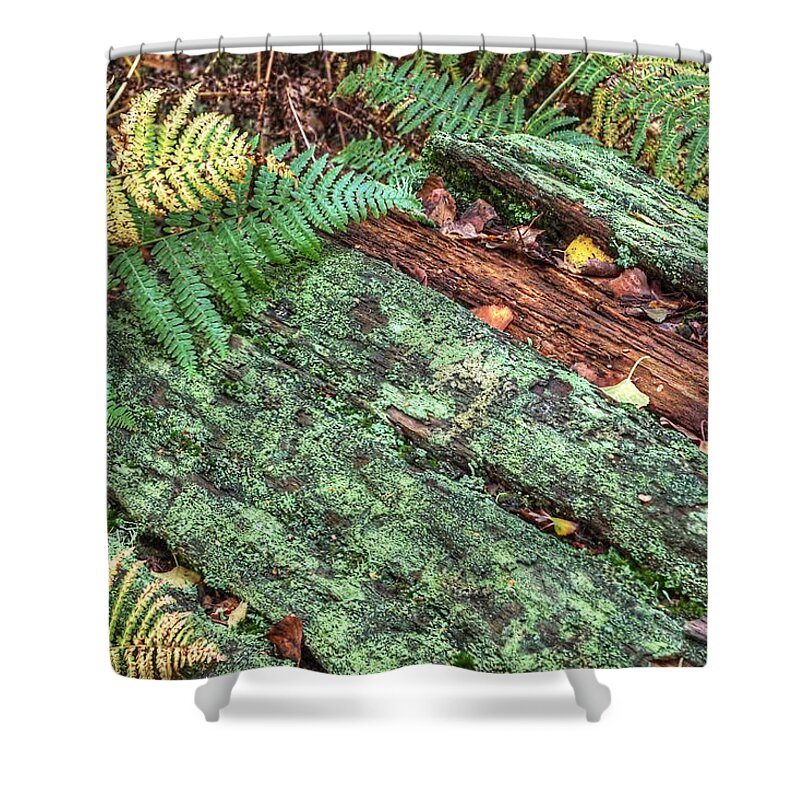 Forest Floor Shower Curtain featuring the photograph Forest Floor Moss and Ferns by Gill Billington