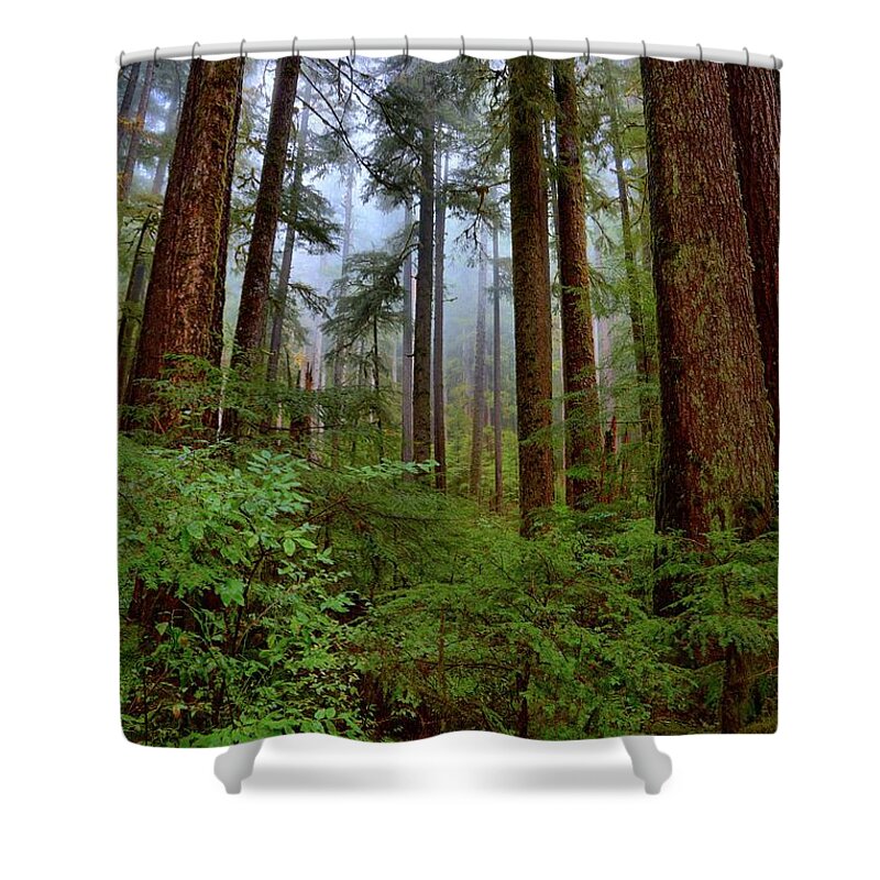  Olympic Shower Curtain featuring the photograph Forest Mist by David Andersen