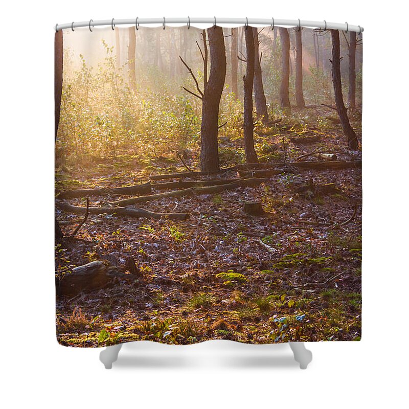 Darkness Shower Curtain featuring the photograph Forest Sunlight by Semmick Photo