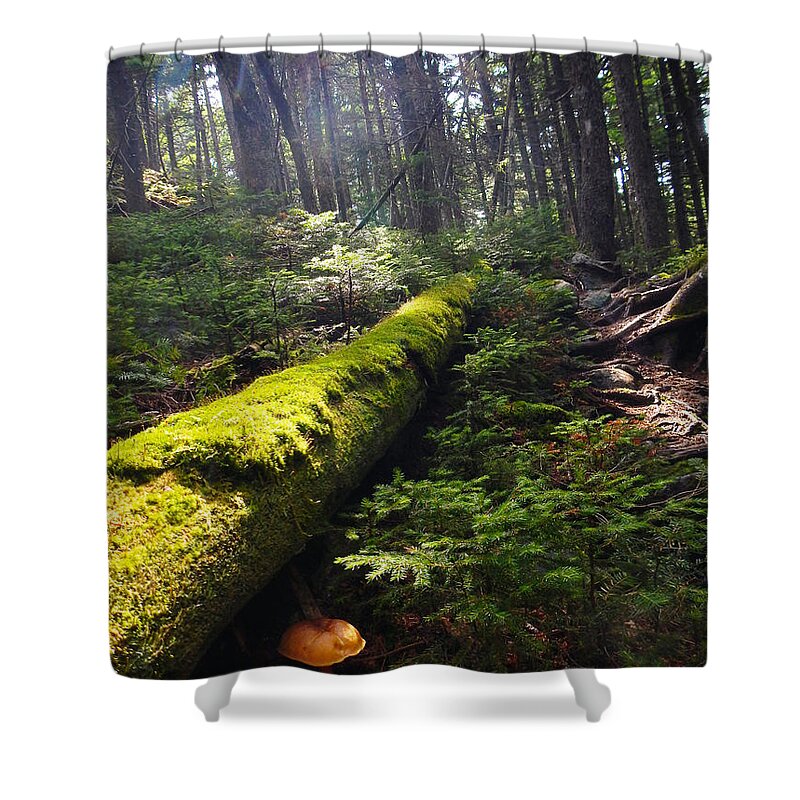 Appalachian Trail Shower Curtain featuring the photograph Forest Sunrise by Glenn Gordon