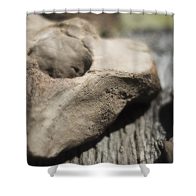 Miocene Fossil Shower Curtain featuring the photograph Fossil Bone with Weathered Wood by Rebecca Sherman