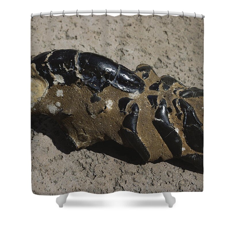 Animal Fossil Shower Curtain featuring the photograph Fossil Mud Lobster by A.b. Joyce