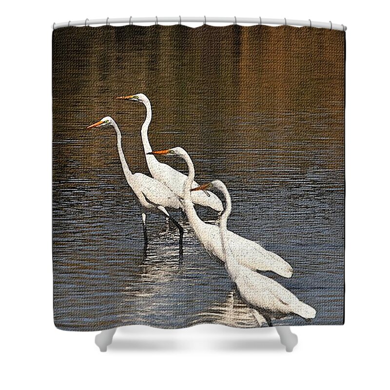 Four Egrets Fishing Shower Curtain featuring the photograph Four Egrets Fishing by Tom Janca