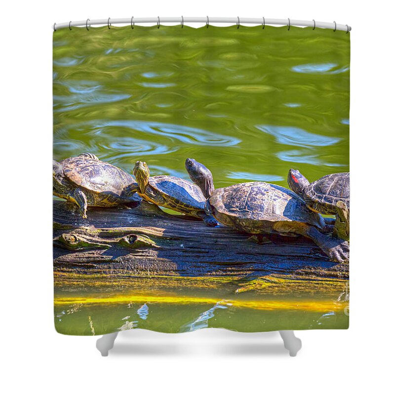 Golden Gate Park Shower Curtain featuring the photograph Four Turtles by Kate Brown