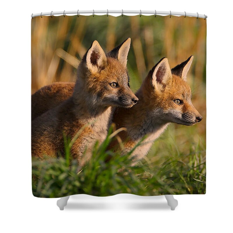 Fox Shower Curtain featuring the photograph Fox Cubs at Sunrise by William Jobes