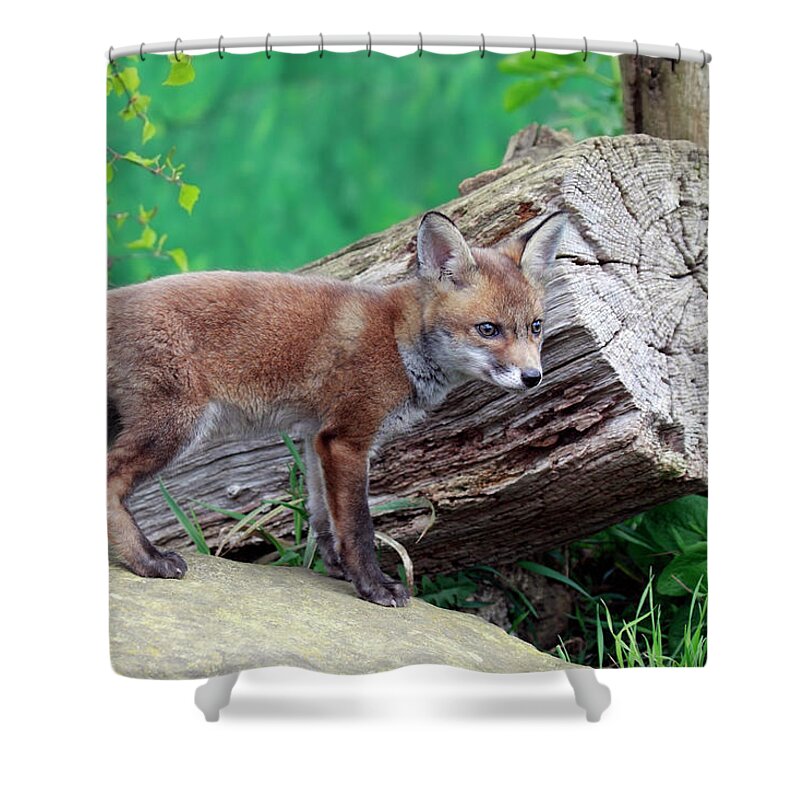 Animal Themes Shower Curtain featuring the photograph Fox Den by Mlorenzphotography