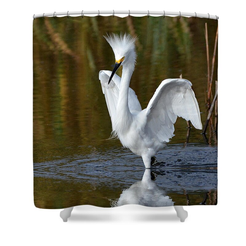Egrets Shower Curtain featuring the photograph Frazzled by Kathy Baccari