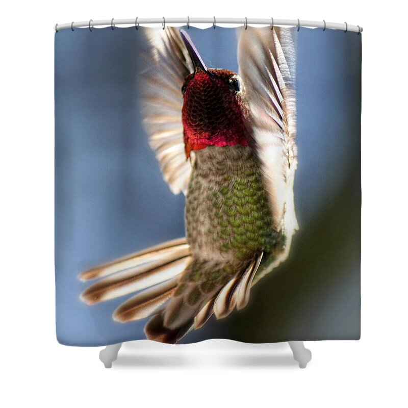 Hummingbird Shower Curtain featuring the photograph Free Falling by Melanie Lankford Photography