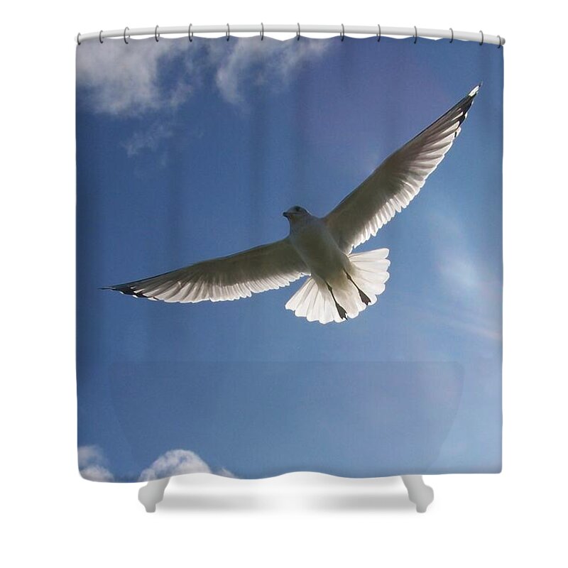 Seagull Shower Curtain featuring the photograph Freedom Flight by Jackie Mueller-Jones