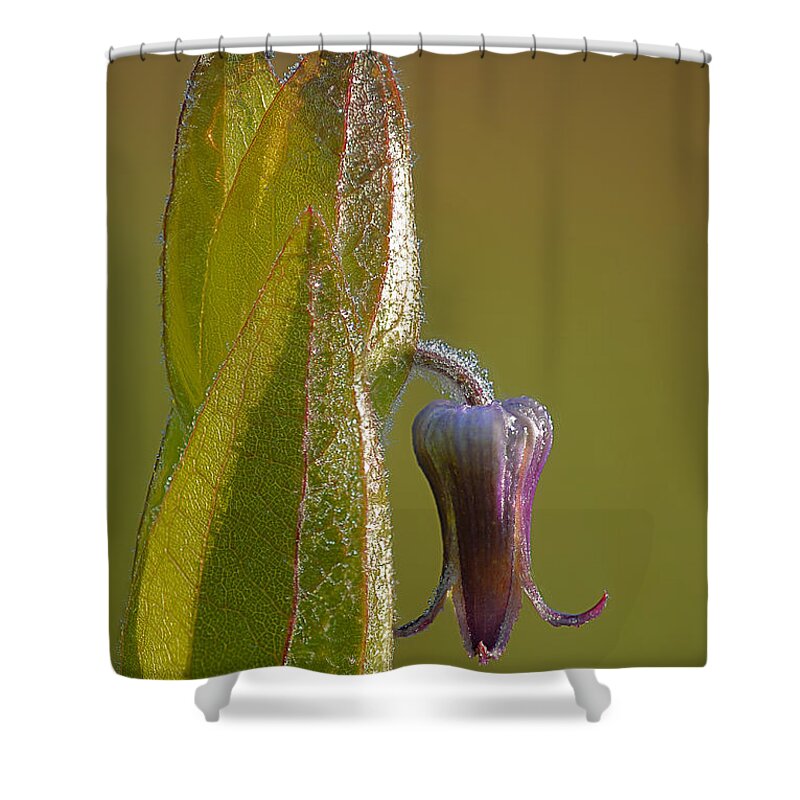 2011 Shower Curtain featuring the photograph Fremont's Leather Flower by Robert Charity