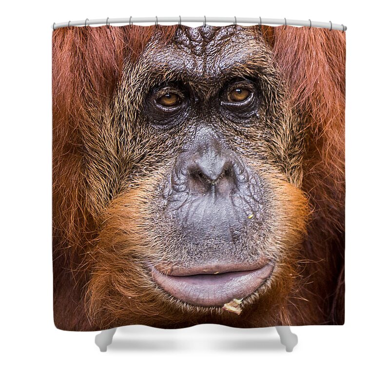 Monkey Shower Curtain featuring the photograph Friendship Card by Edward Fielding