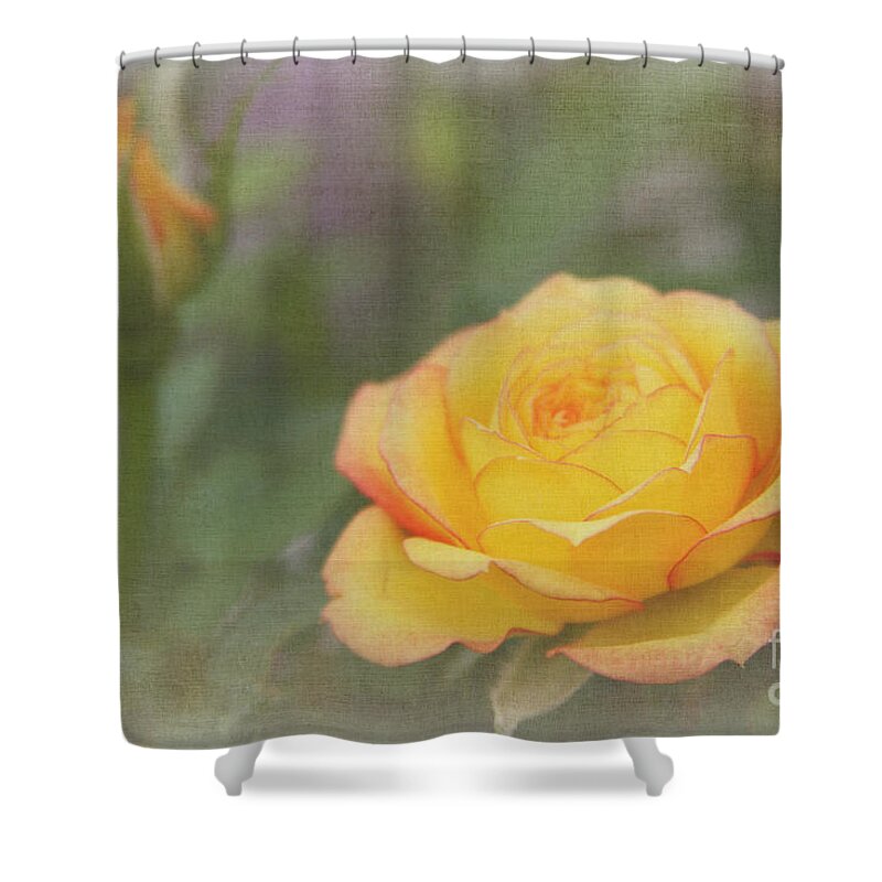 Yellow Shower Curtain featuring the photograph Friendship Rose by Jayne Carney