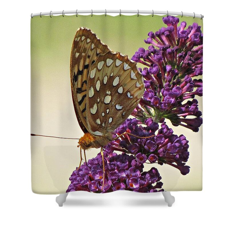 Butterfly Shower Curtain featuring the photograph Fritillary Butterfly on Buddleia by MTBobbins Photography