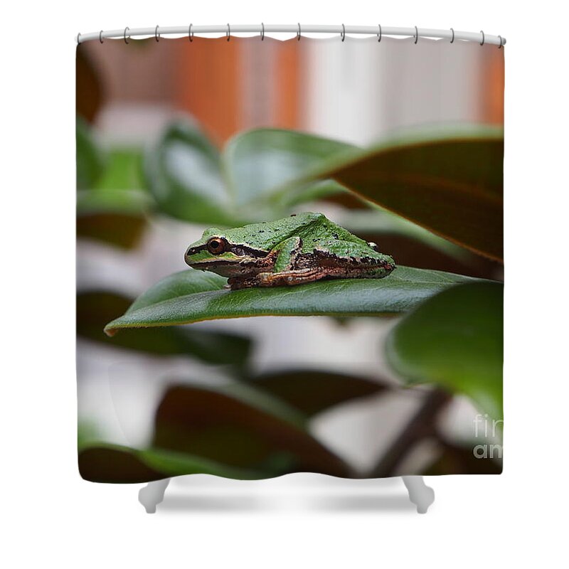 Frog Shower Curtain featuring the photograph You Can't See Me by Jacklyn Duryea Fraizer