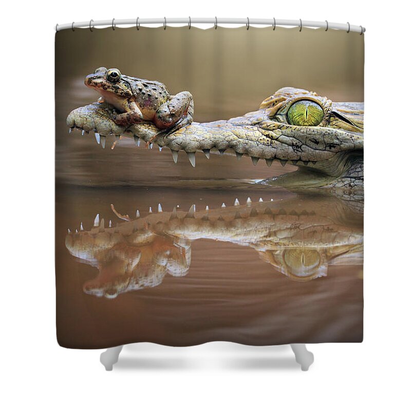 Frog Sitting On A Crocodile Snout, Riau Shower Curtain by