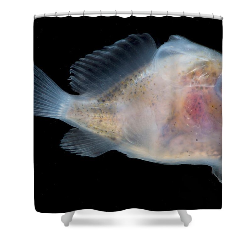 Larval Shower Curtain featuring the photograph Frogfish, Antennarius Sp., Larva by Dante Fenolio