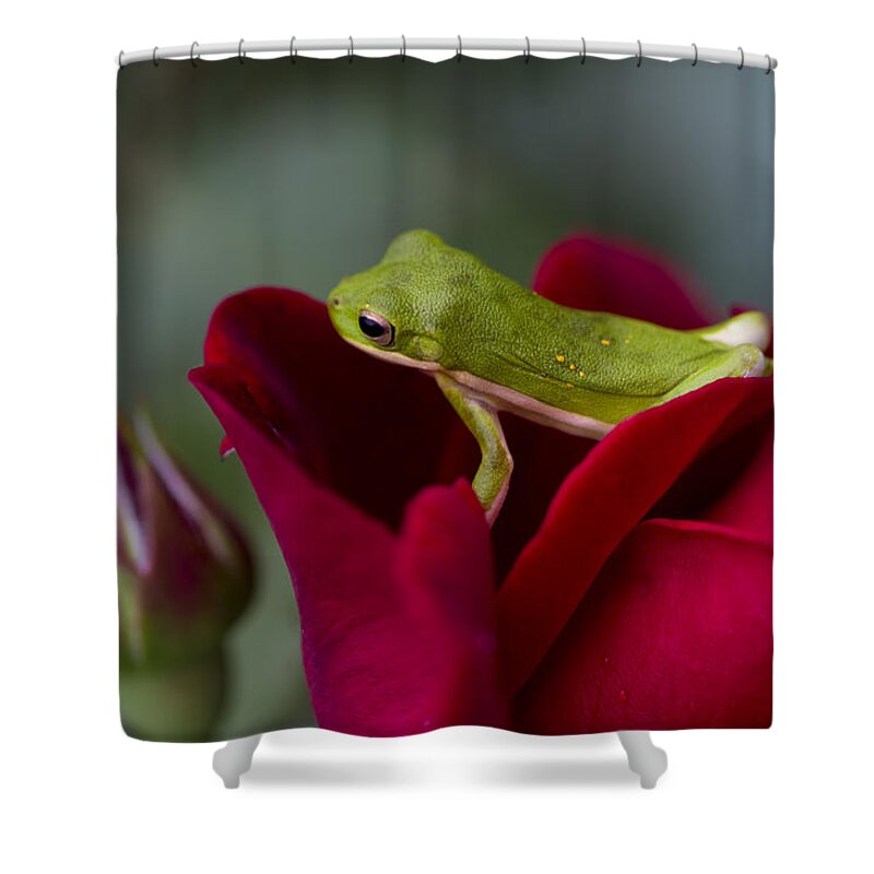 Hyla Cinerea Shower Curtain featuring the photograph Frogs and Roses 2 by Kathy Clark