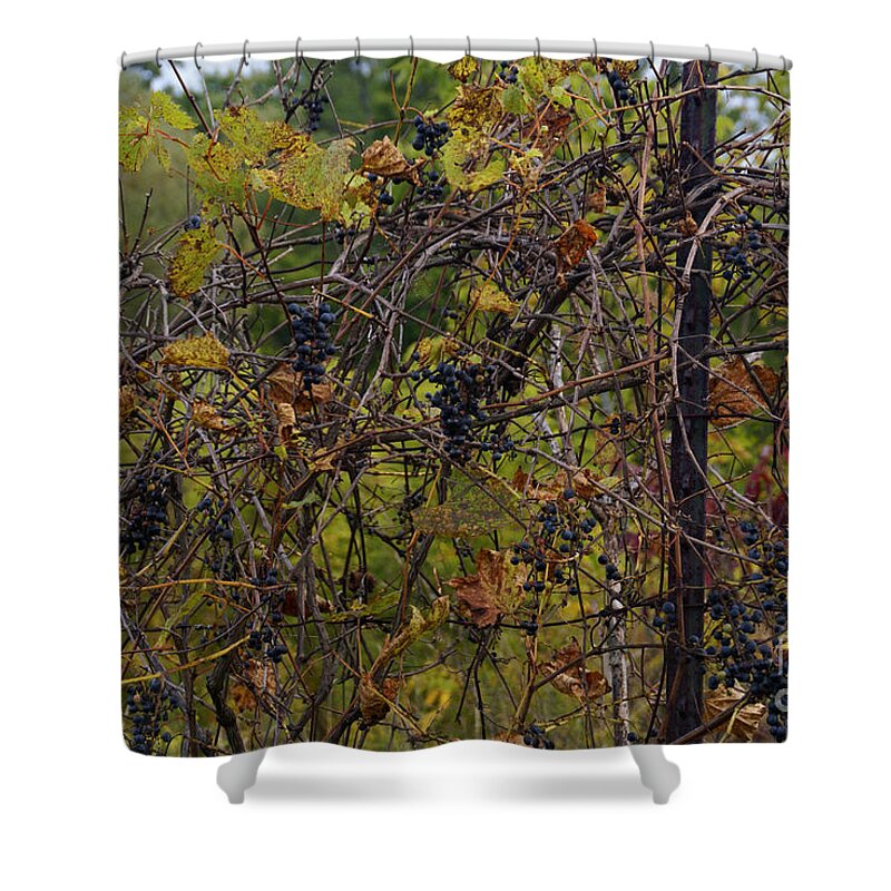 Wild-grape Shower Curtain featuring the photograph From August Until Frost by Linda Shafer