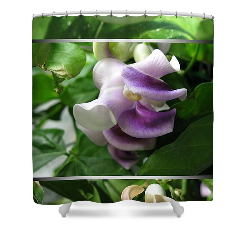 Phaseolus Caracalla Shower Curtain featuring the photograph From Bud to Bloom - Phaseolus Caracalla by J McCombie