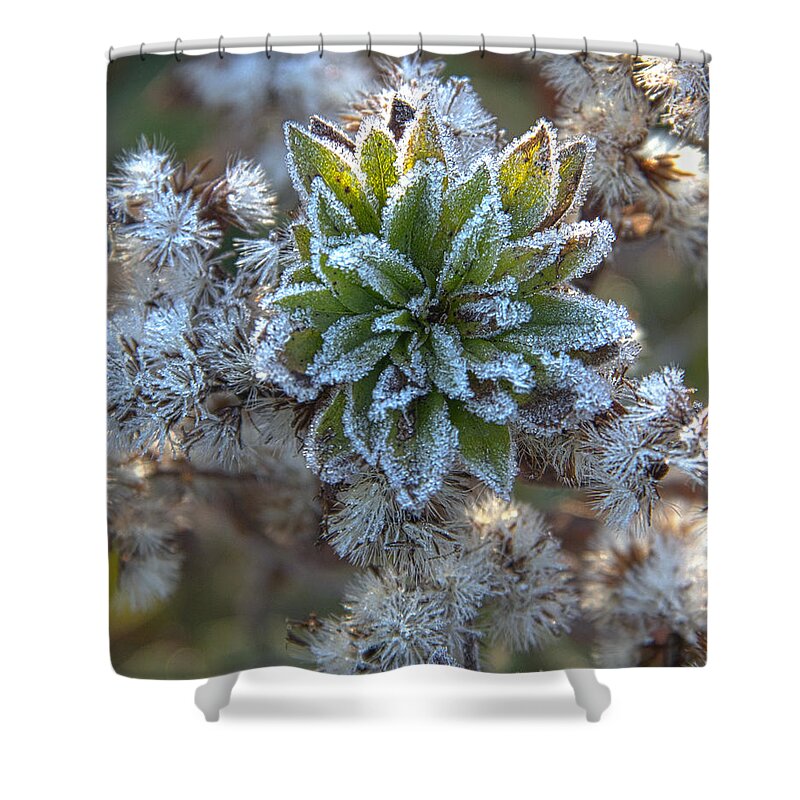 Frost Shower Curtain featuring the photograph Frost by Jeannette Hunt