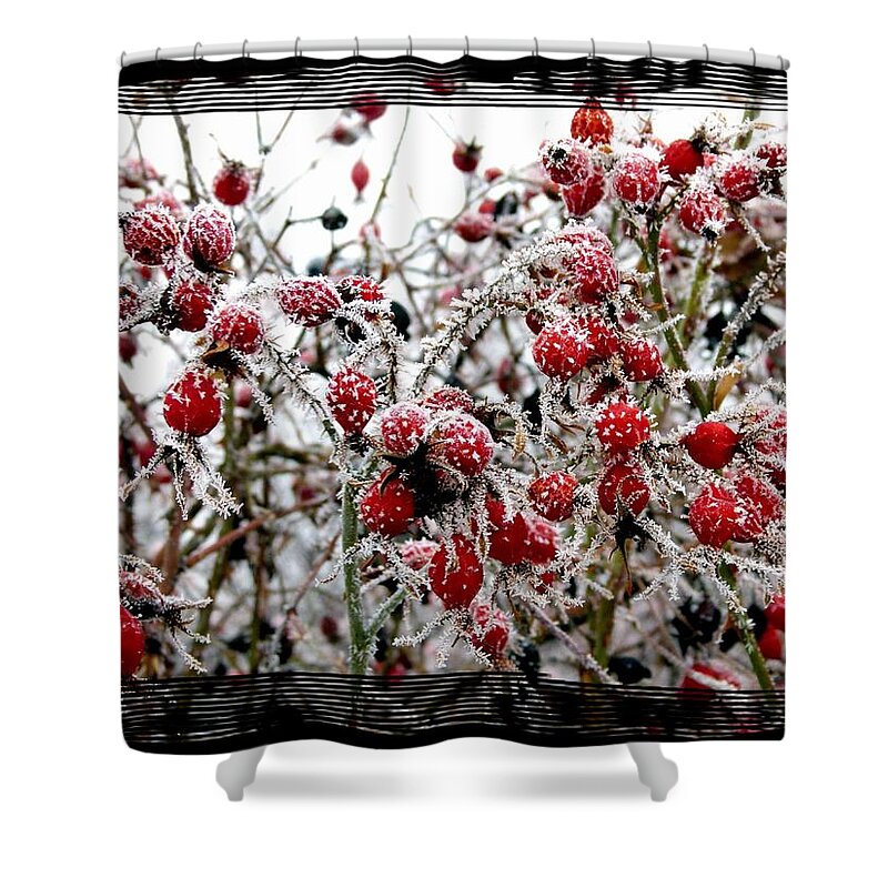 Frost On The Rosehips Shower Curtain featuring the photograph Frost On The Rosehips by Will Borden