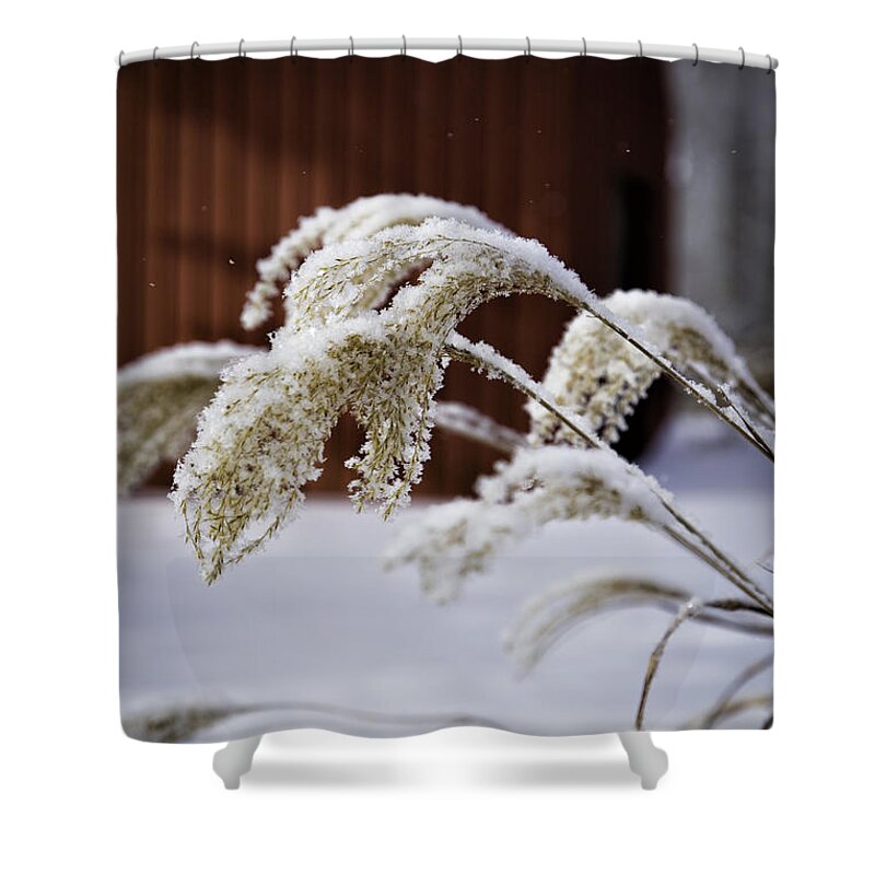 Snow Shower Curtain featuring the photograph Frosty Grass by Timothy Hacker