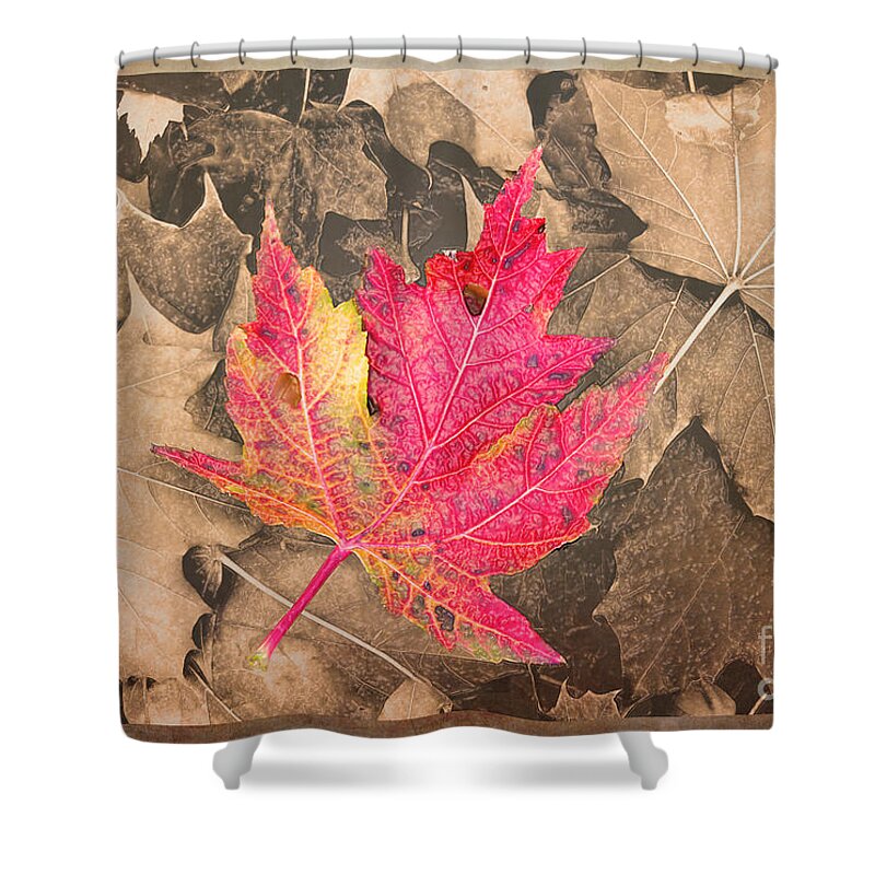 Leaves Shower Curtain featuring the photograph Frozen in Time by Nina Silver
